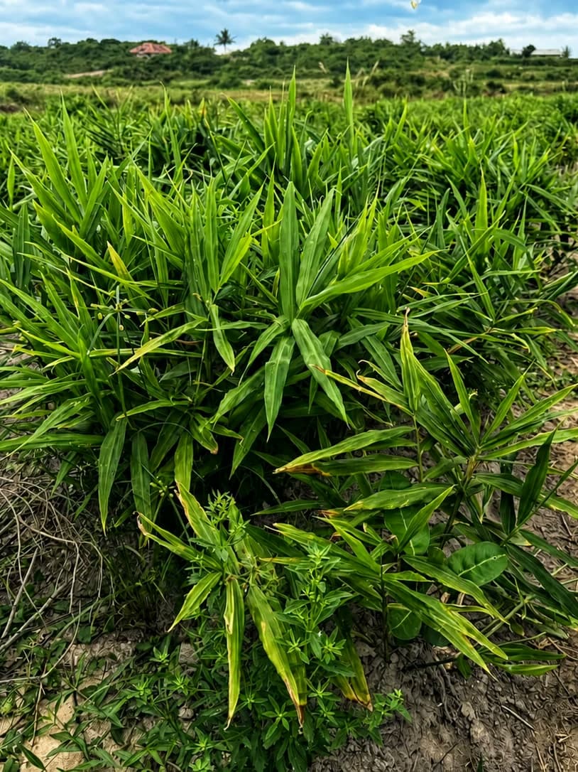 A stand of ginger in full leaf on the ridge at Essuehyia, September 2026