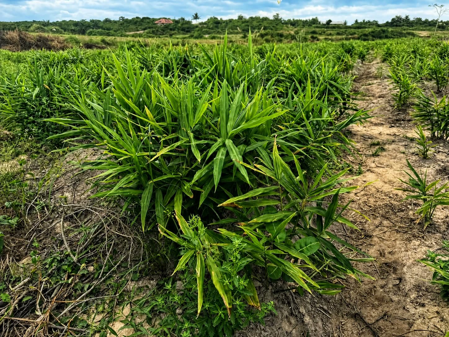 A stand of ginger in full leaf on the ridge at Essuehyia, September 2026