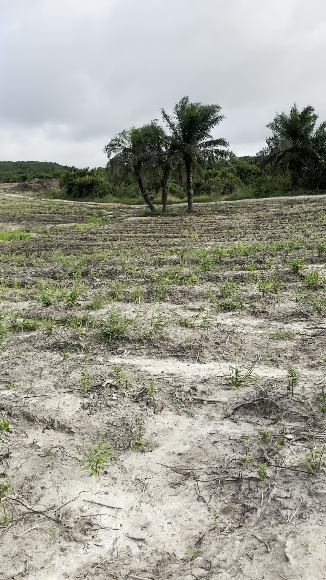 Palms at the field edge