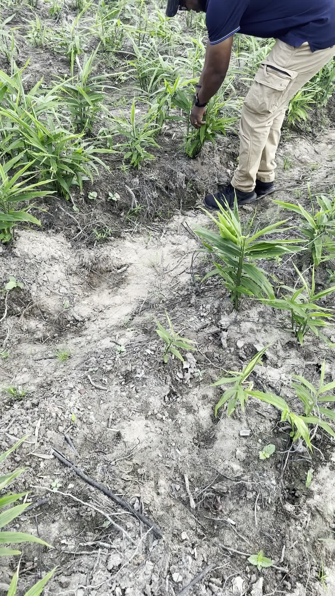 Checking the crop