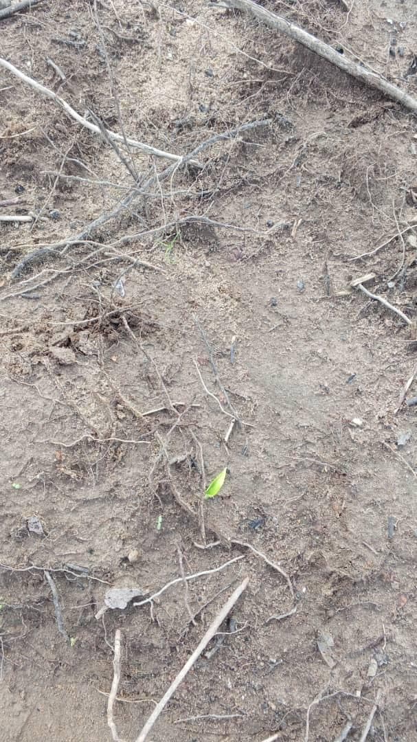 First shoots