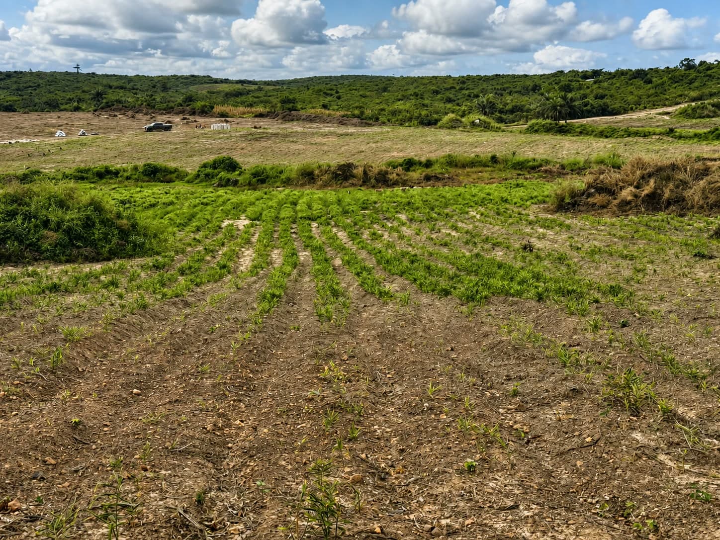 The field and the ridge behind
