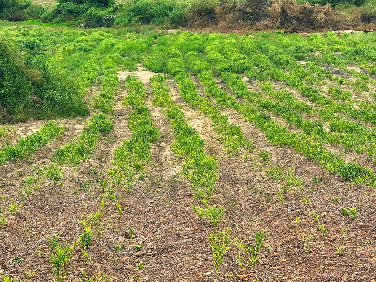 Green across the ridges