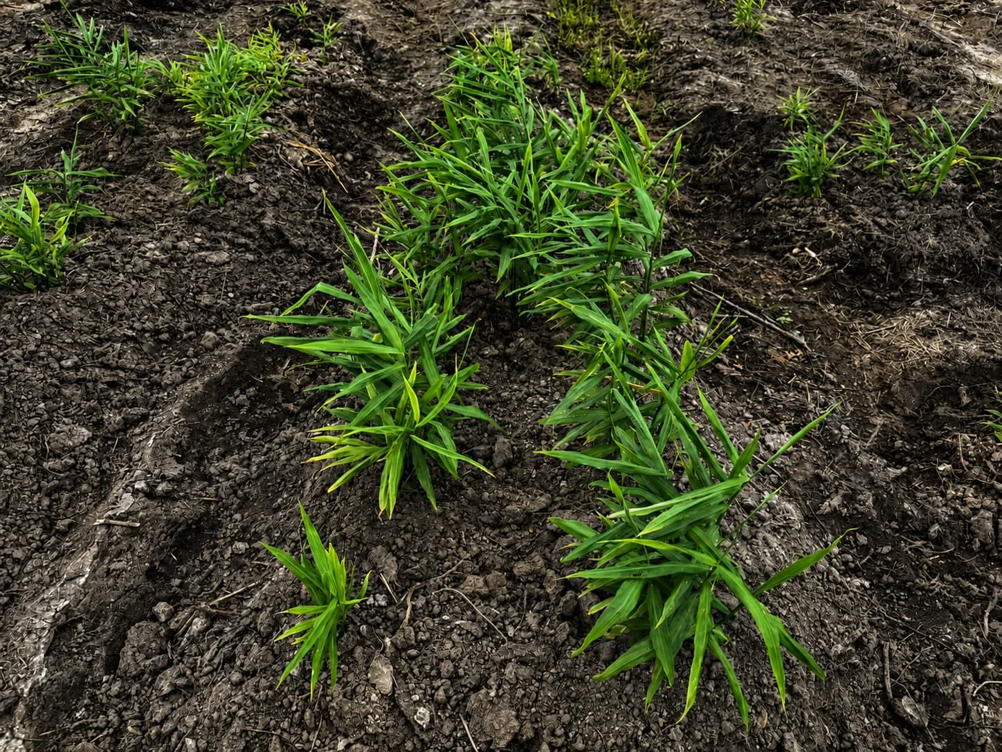 Young plants on turned soil