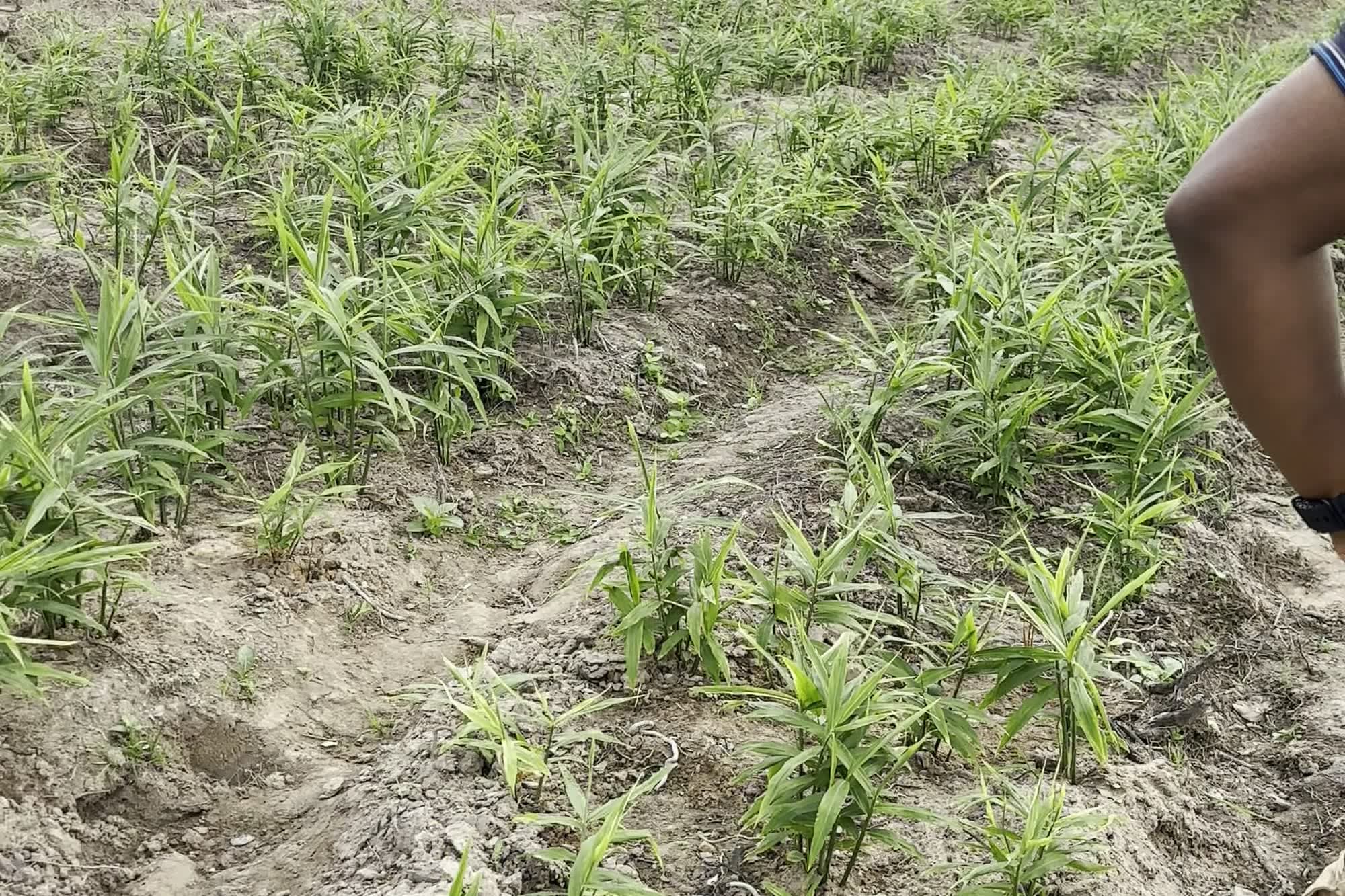 The Origin Agribusiness farm at Essuehyia with the crop established, August 2026