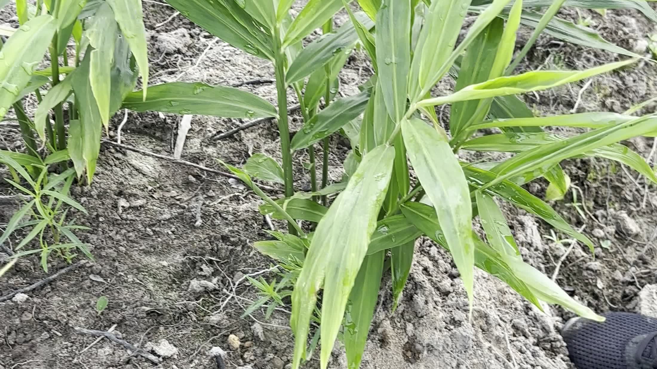 Ginger leaves after rain on the Essuehyia farm