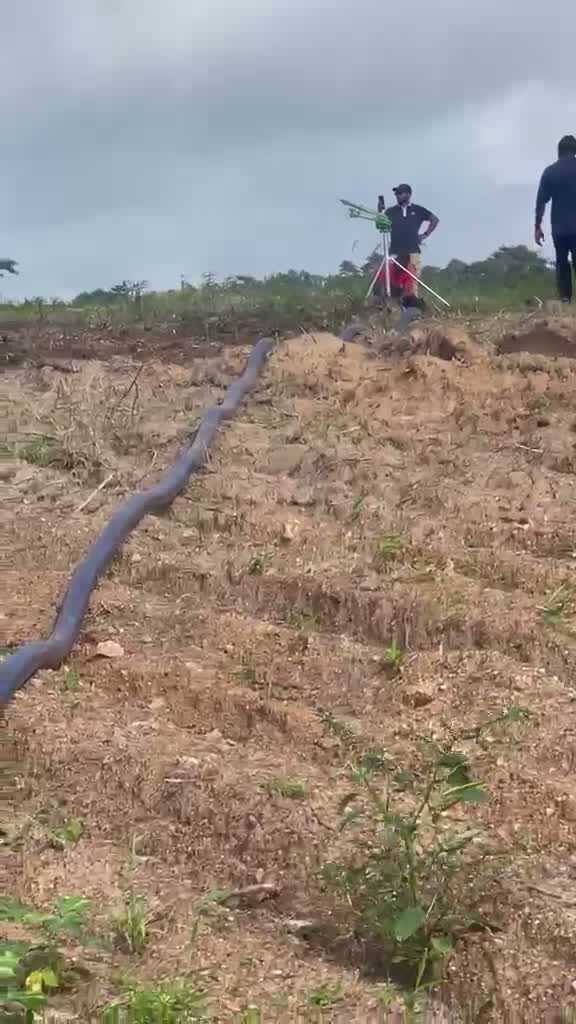 Irrigation line laid out along the planted ridges