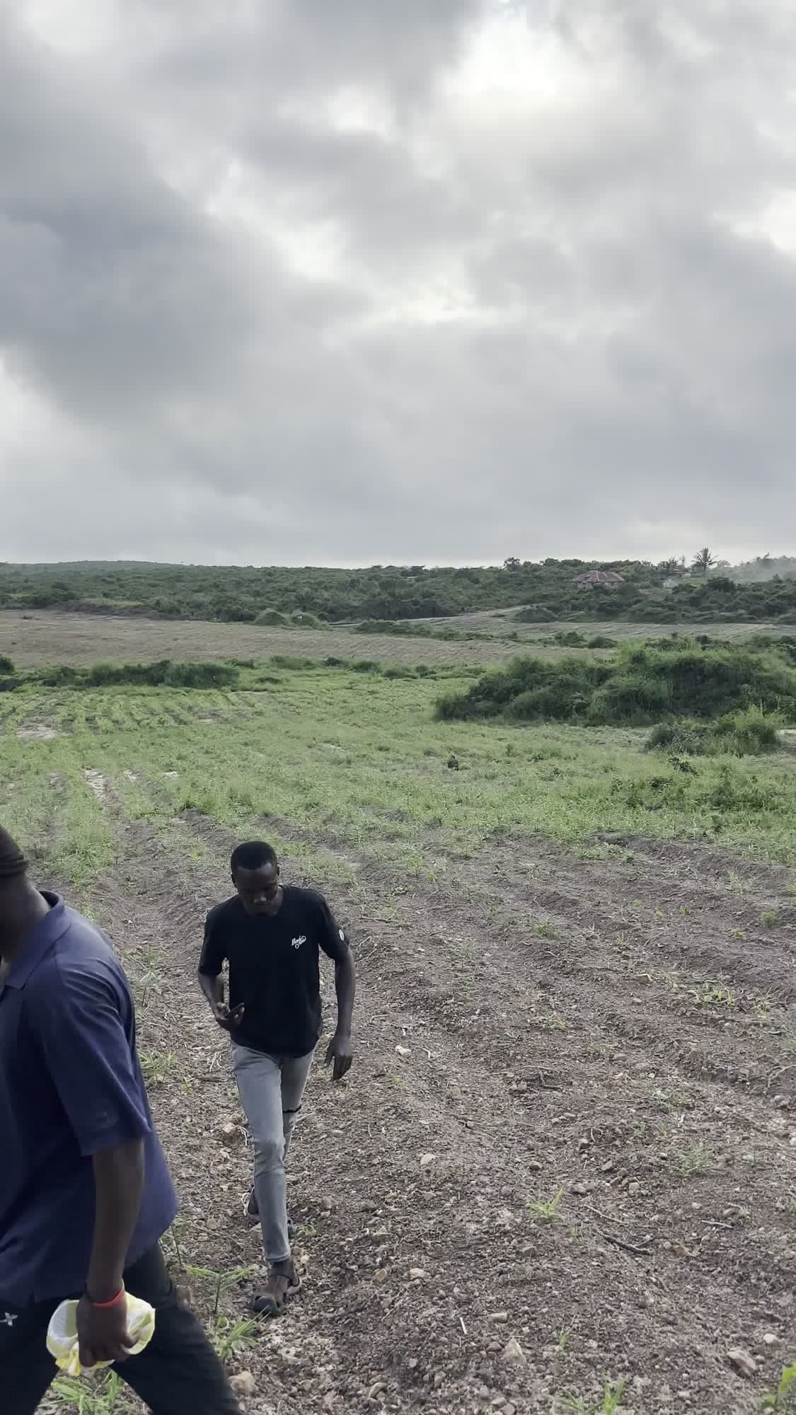 Newly prepared ground at Essuehyia being brought into cultivation