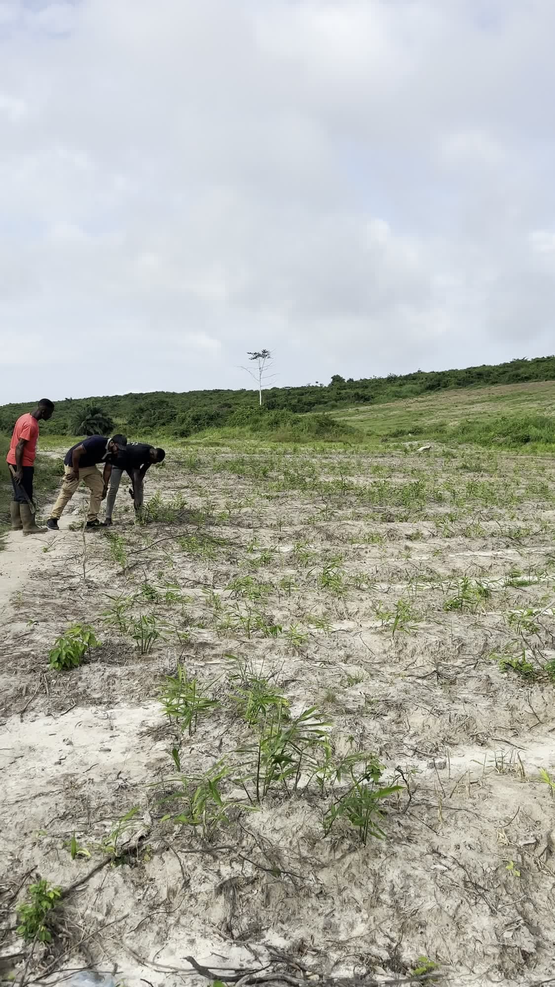 The field team walking the rows at Essuehyia