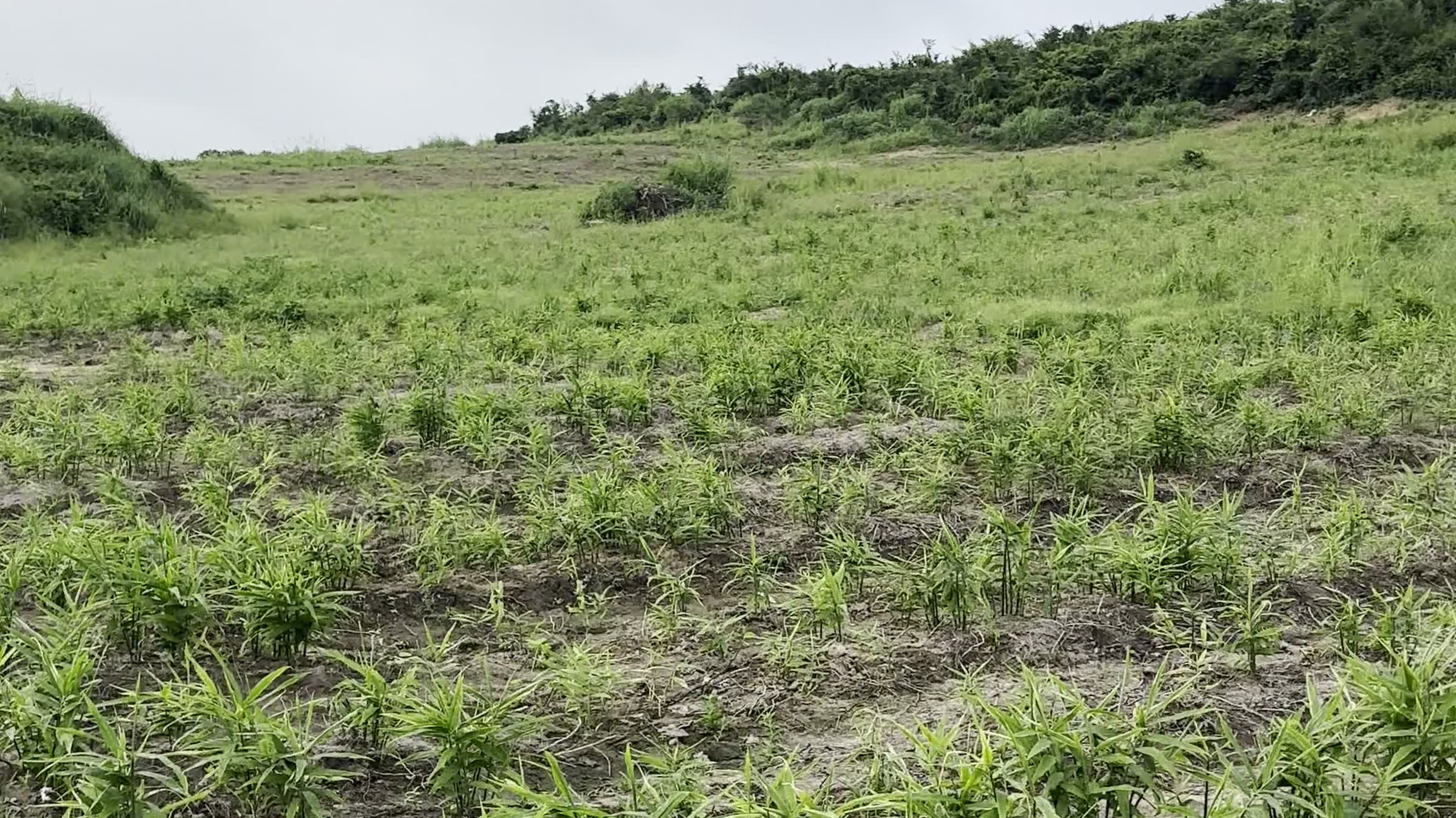 The crop in August