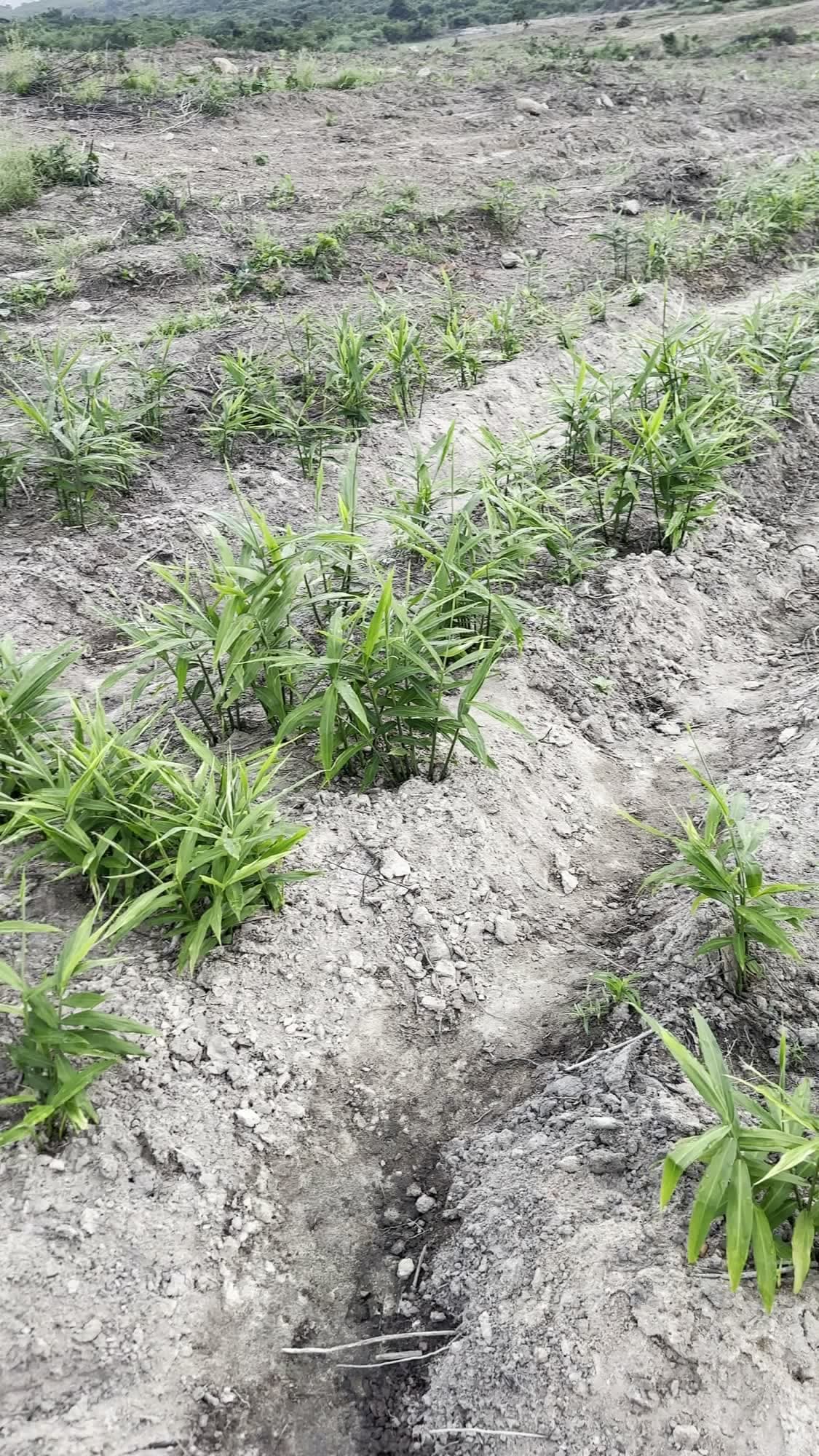 Planted rows
